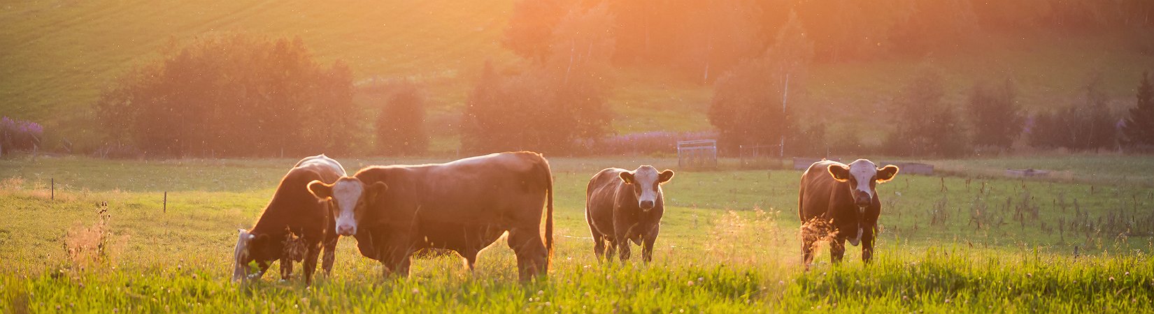 لا تأكل اللحم وحافظ على البيئة