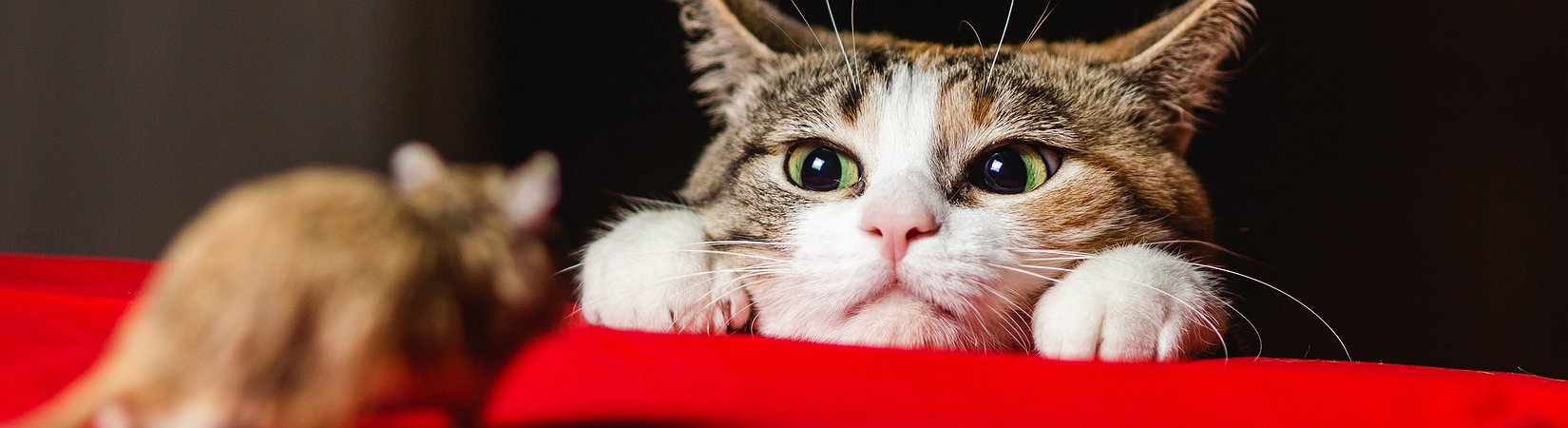 كيف سيغير البلوكشين علاقة الأعمال التجارية تجاه بياناتك