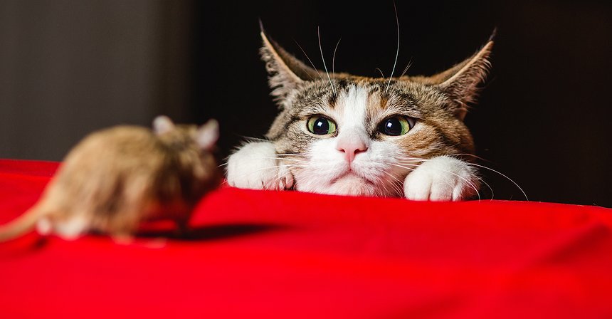 Cómo el blockchain cambiará la actitud de las empresas hacia tus datos