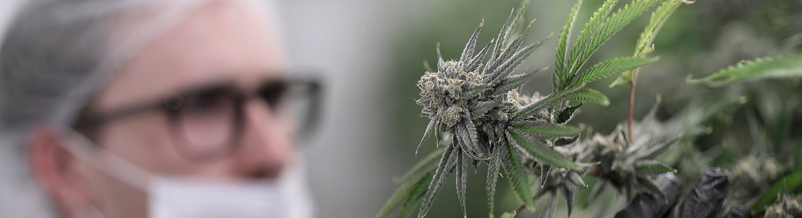 ما هو الخطر الأساسي لأسواق العملات المشفرة والقنب الهندي المحمومة