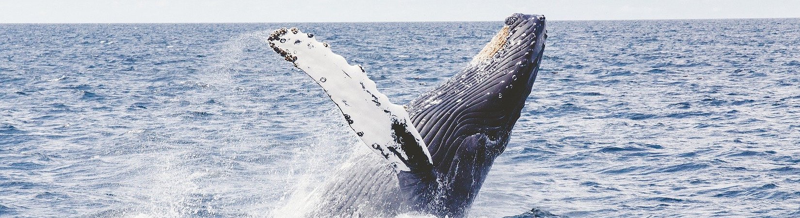 Aumenta el número de ballenas debido al rally del bitcoin