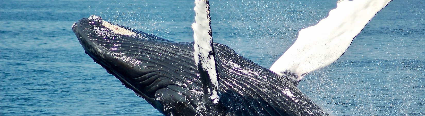 Whales Are Accumulating Bitcoins: Report