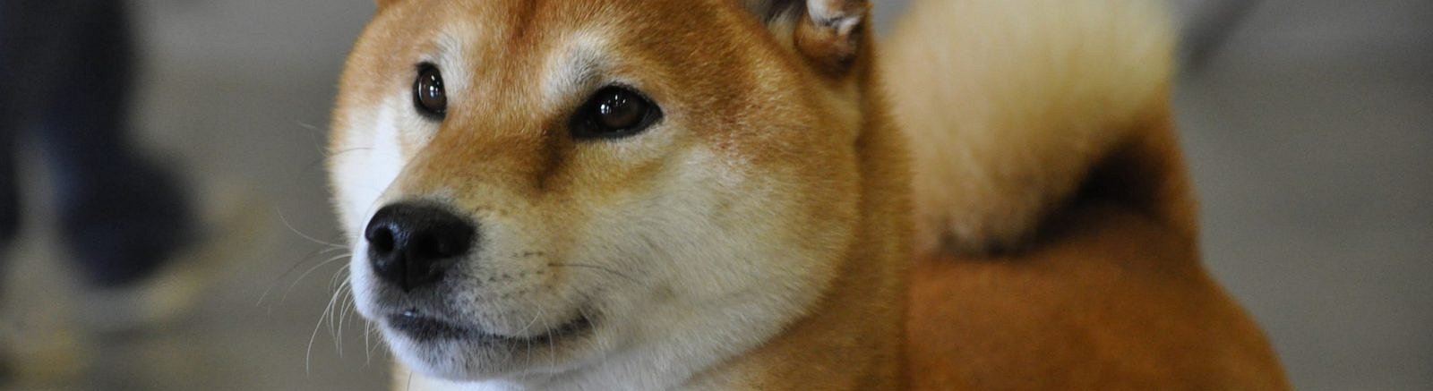 Dogecoin Hits New All-time High