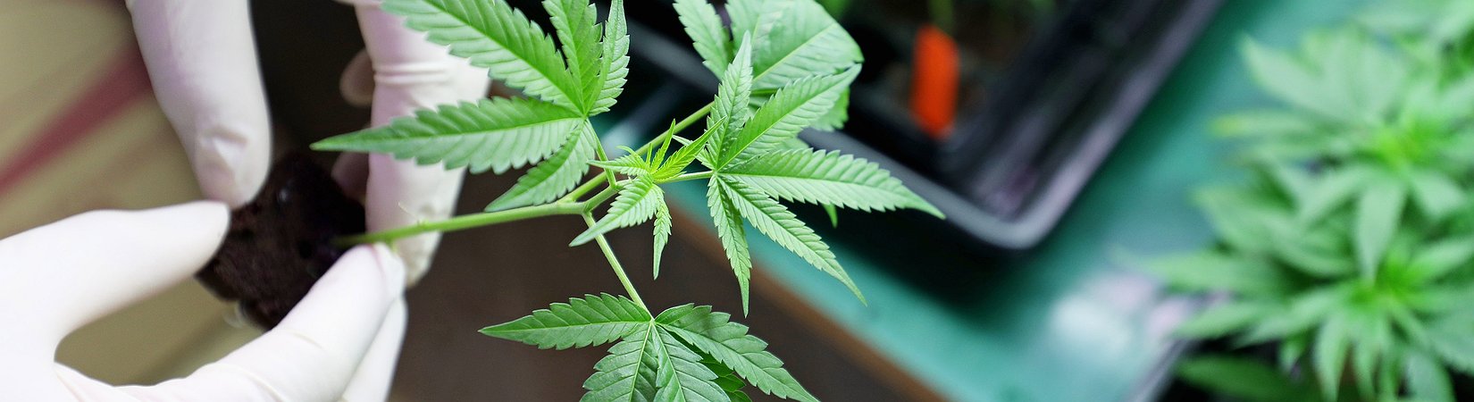 Tutto quello che bisogna sapere sulle azioni nel settore della marijuana