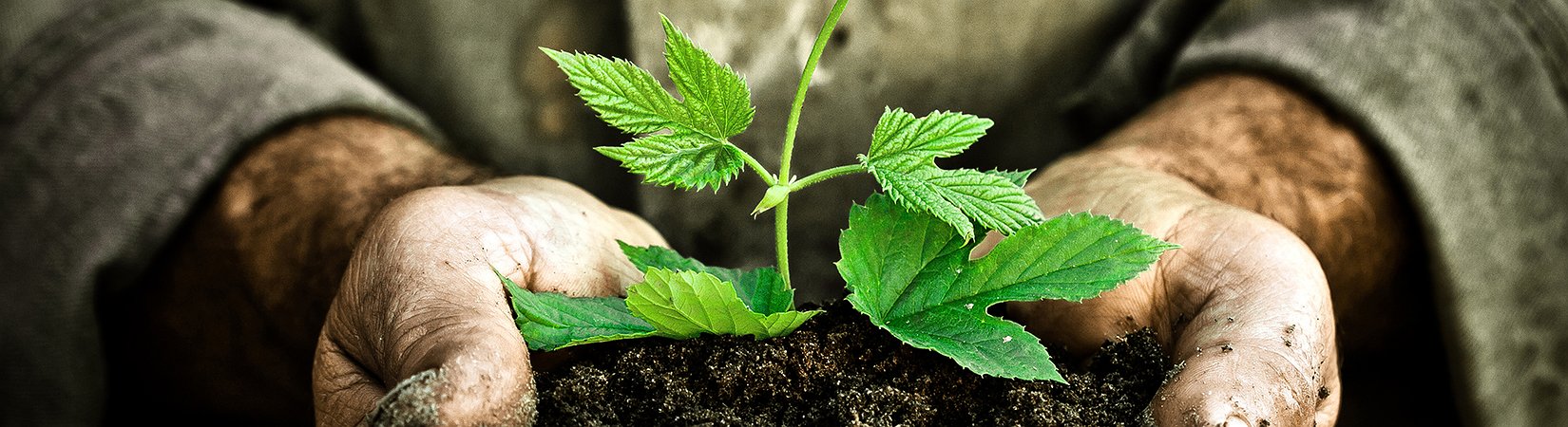 ¿Vuelven a estar de moda las acciones baratas?