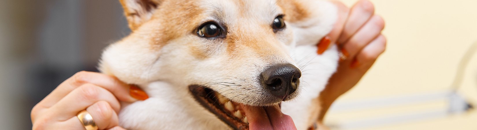 Dogecoin Market Cap Adds 6b In 24 Hours News Ihodl Com