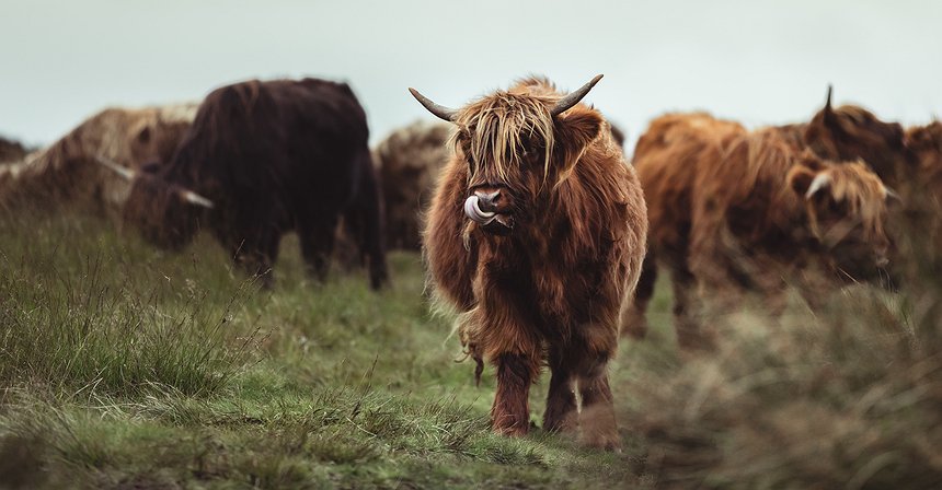 Come identificare la prossima corsa al rialzo delle criptovalute