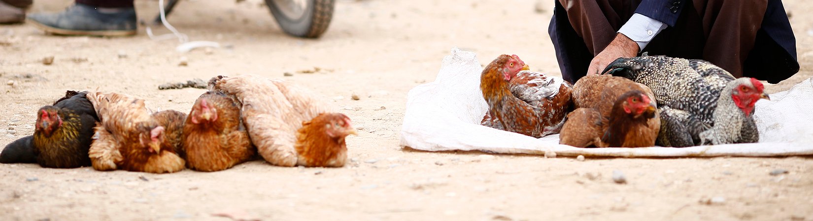 Rusia y Turquía se declaran la guerra en las mercancías