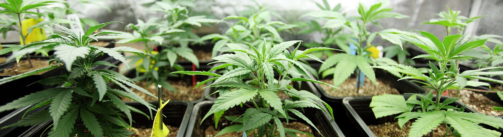 A marijuana à conquista do planeta