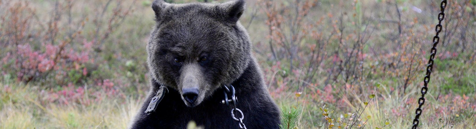 Como lucrar com um mercado em baixa