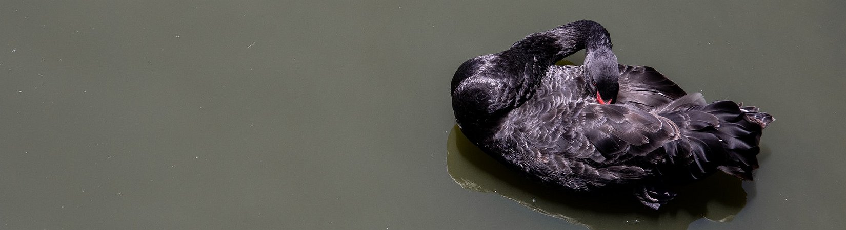 'Black Swan' Author Sees Similarities Between Bitcoiners and Amoebas