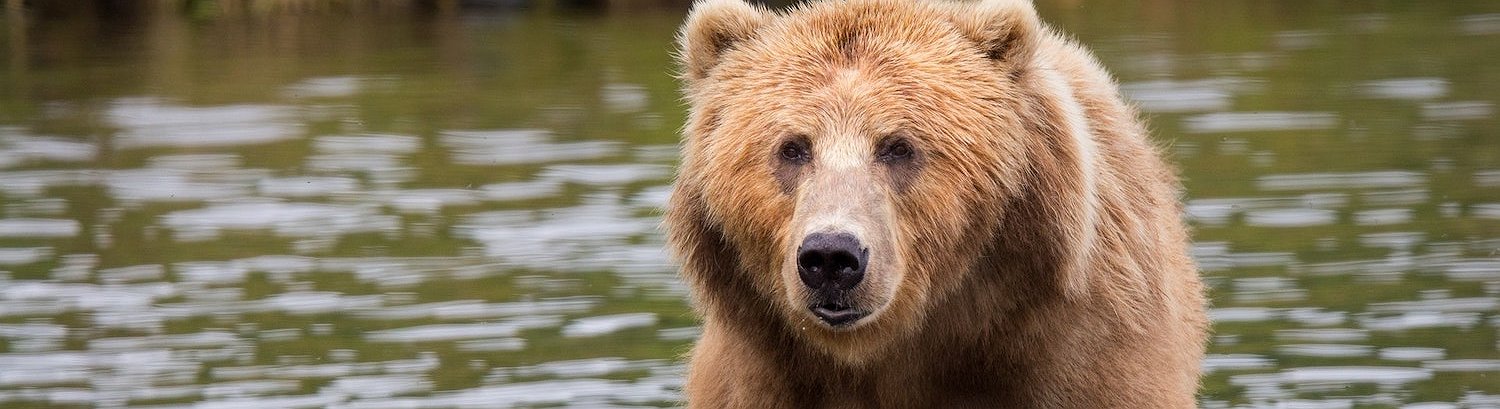 Bitcoin Bear Funds See Record Inflows of Funds