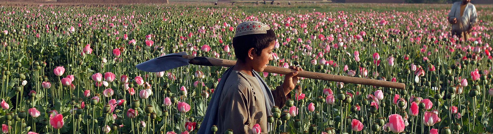 I talebani e il business dell'oppio