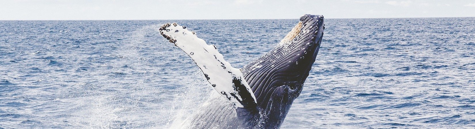 Las ballenas acumulan hasta el 2,2% del suministro total del bitcoin