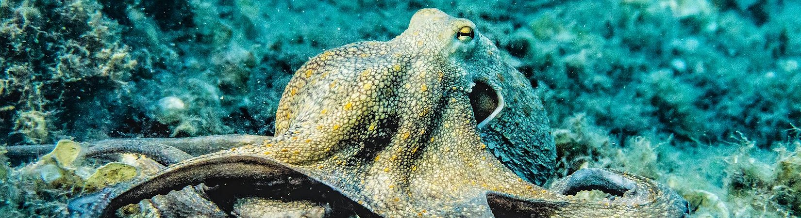 Kraken to End Support for Monero in European Economic Area