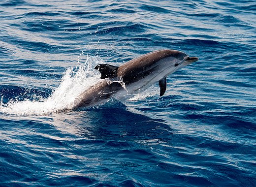 Il Ministero della Difesa russo vuole acquistare 5 delfini ma nessuno sa perchè