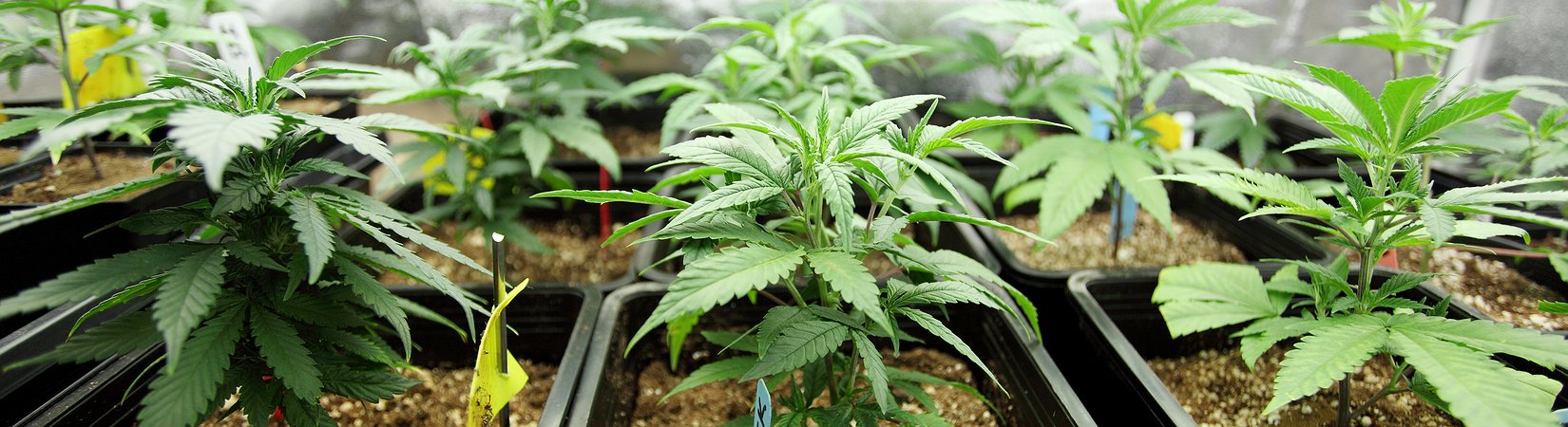Why Canada Failed Cannabis Experiment