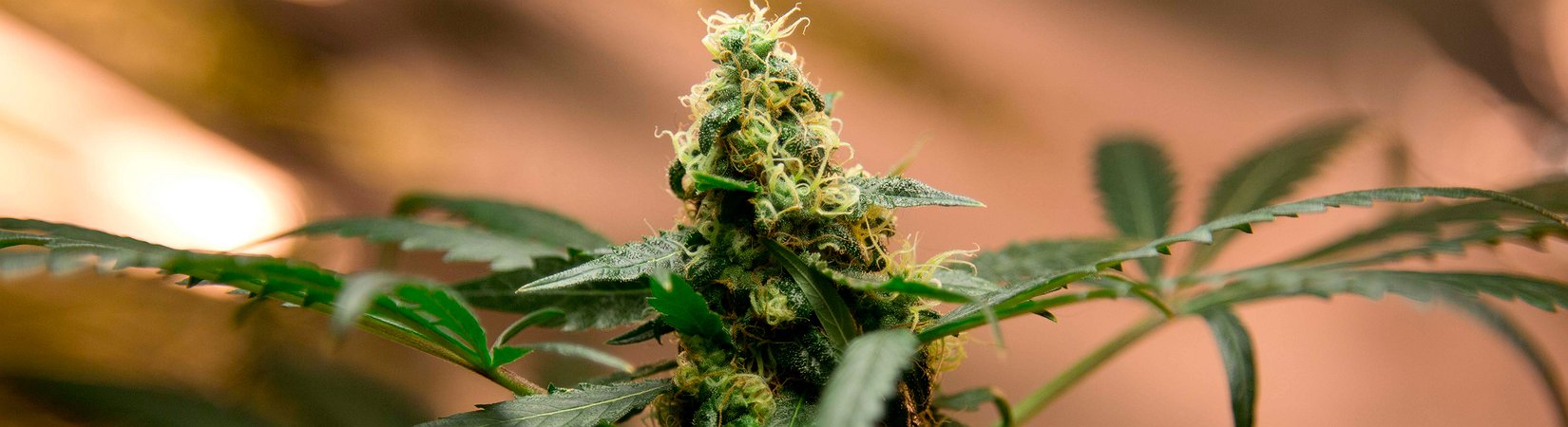 A marca “Bob Marley” impulsiona o financiamento de startup de erva