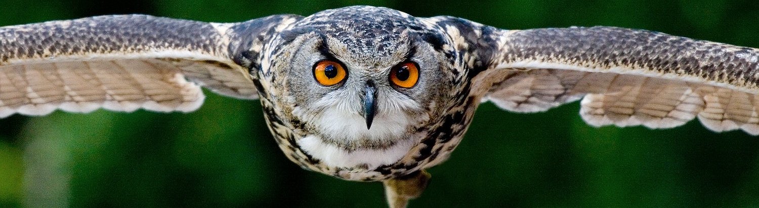 The Sandbox Purchases an NFT from the Moonbirds Collection for $1M