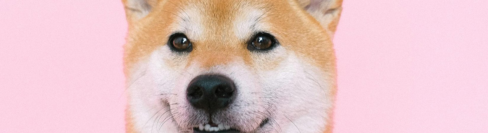 Bitwise presenta una solicitud para lanzar un ETF de Dogecoin al contado