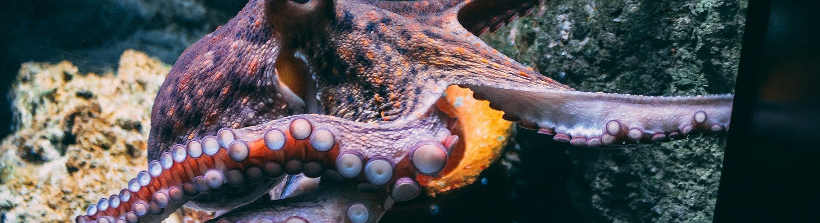 Kraken planea salir a Bolsa en 2026