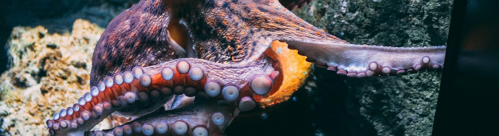 Kraken Plans to Go Public in 2026