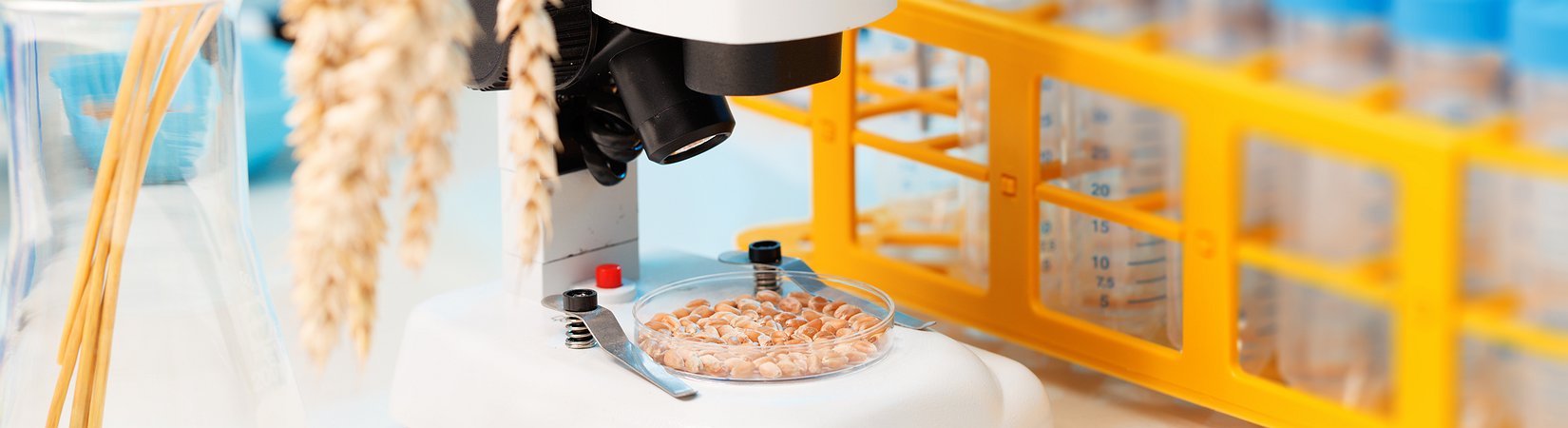 نسيم طالب عن الأغذية المحورة وراثيا