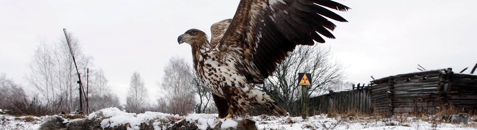 30 anni dopo il disastro di Chernobyl, la natura ha riconquistato l'area