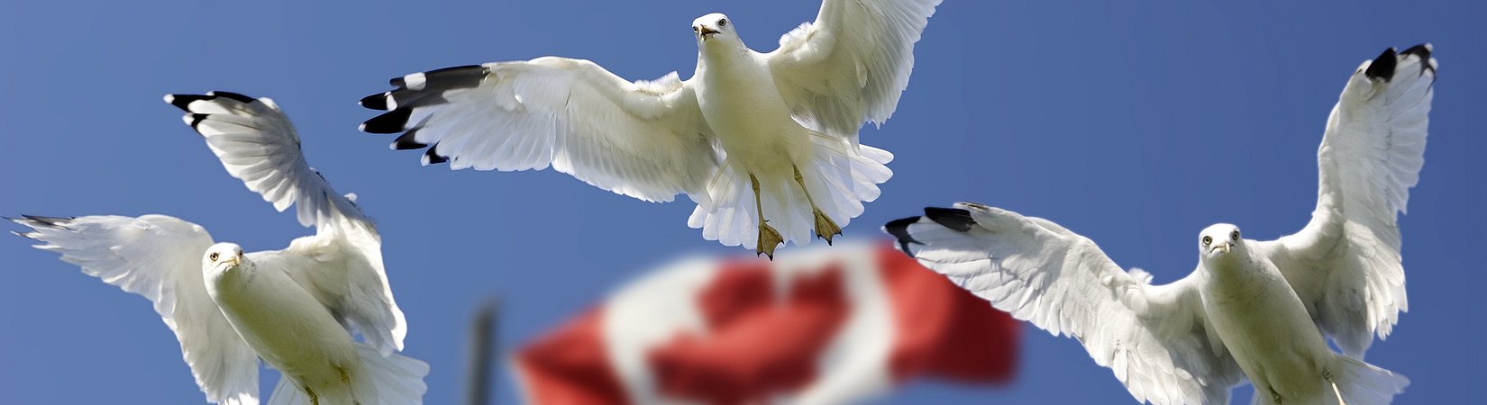 Principales noticias del 15/03/2019