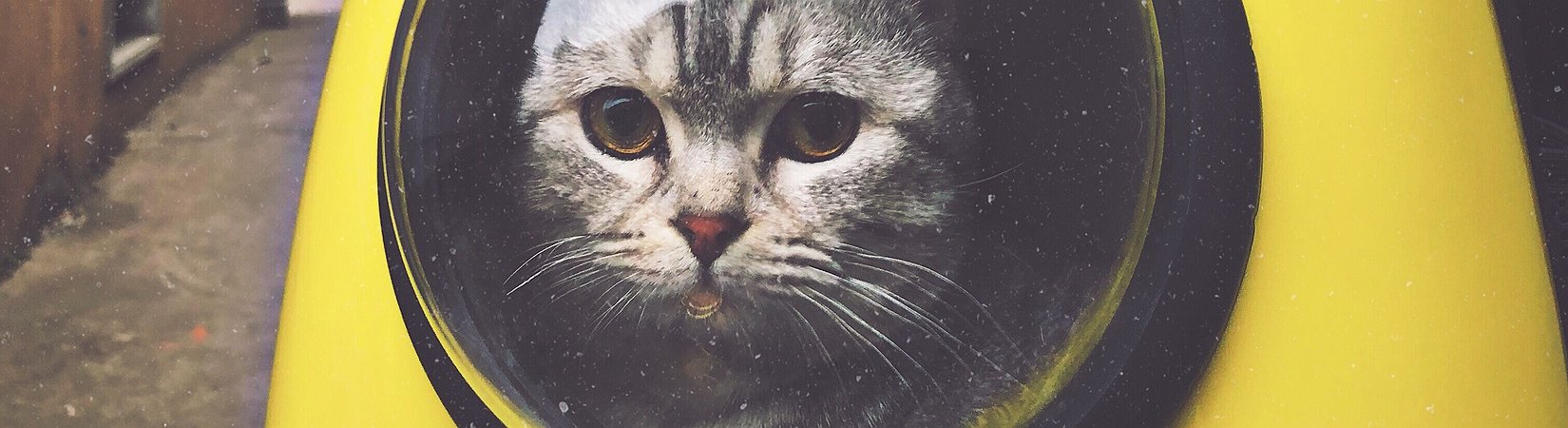 كيف تسمي عملتك المشفرة