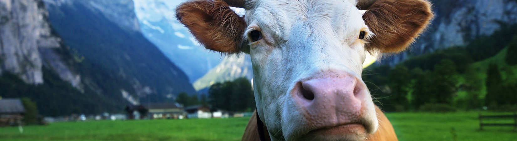 Switzerland: Global Hub for Crypto