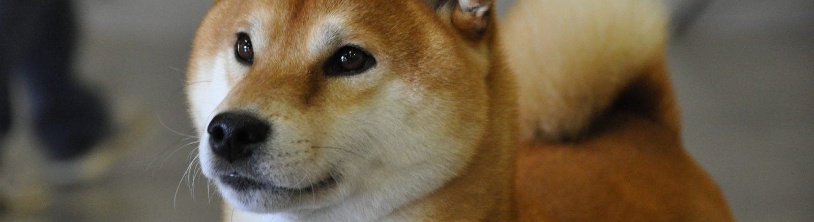 El Dogecoin actualiza su máximo histórico