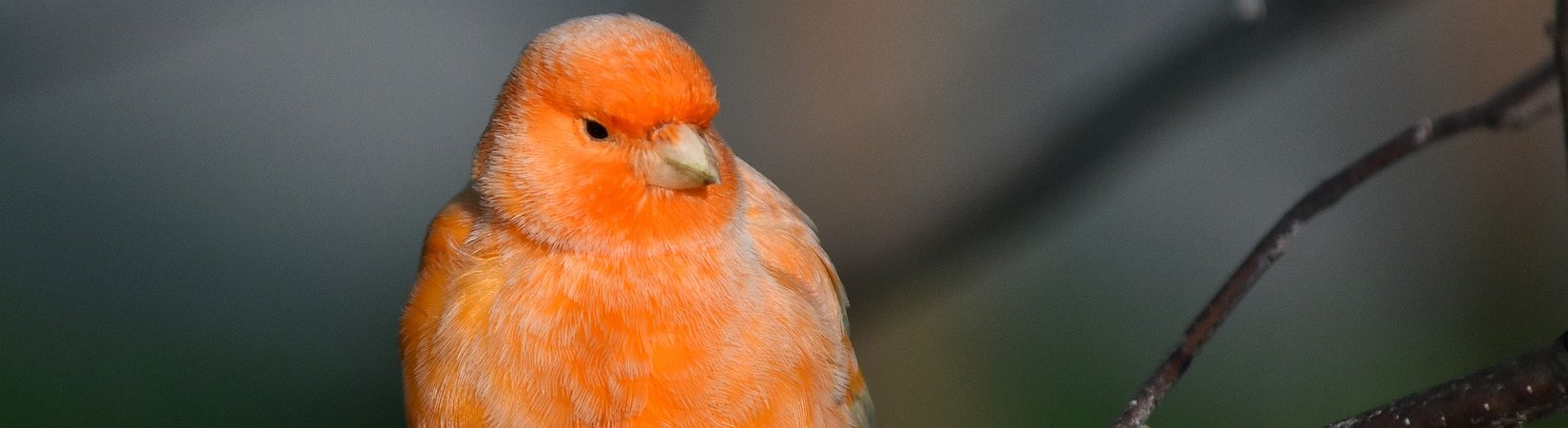 Kusama - The "Canary Network" Is Currently Flying High