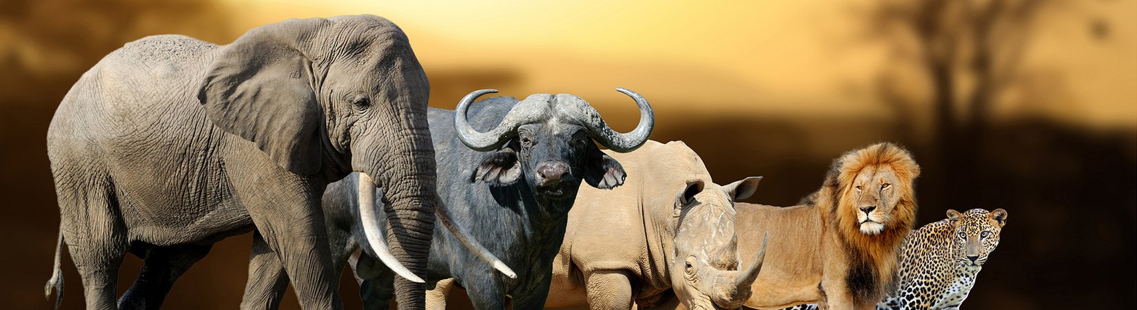 5 Biggest ICOs in History