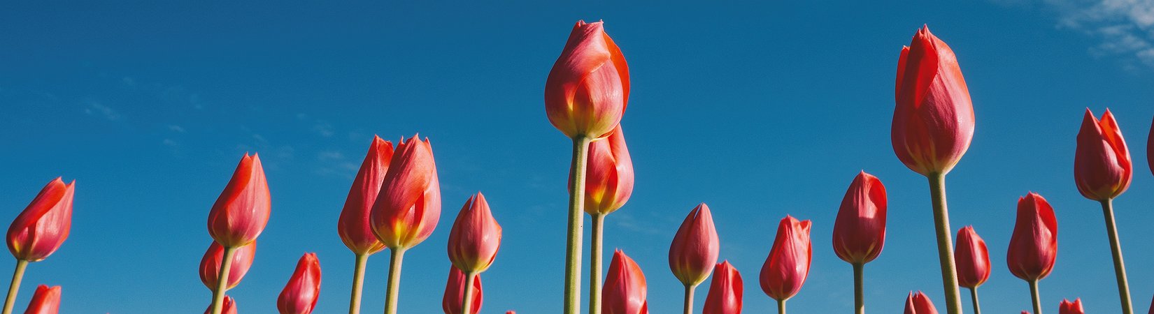 7 bugie amate dai fan del bitcoin e delle altcoin