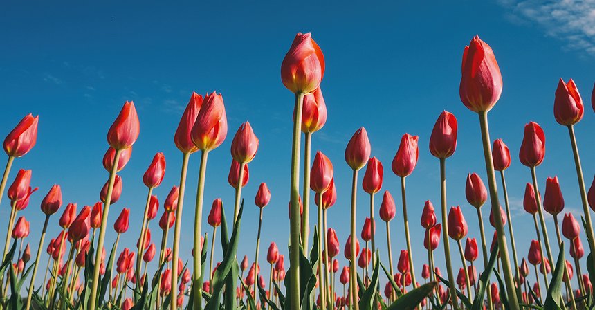 7 bugie amate dai fan del bitcoin e delle altcoin