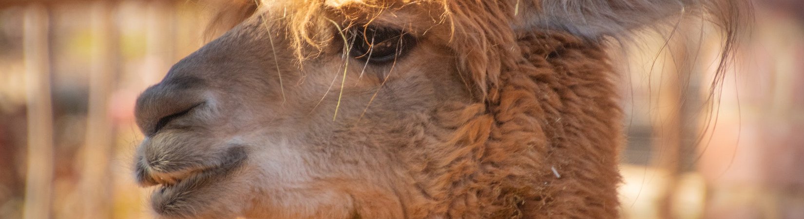DeFi Llama Announces it is Not Launching its Own Token