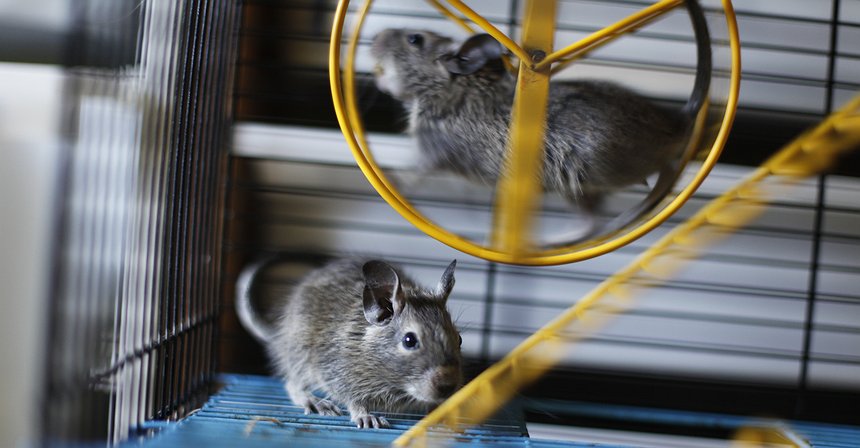 Toda a verdade sobre as stop loss