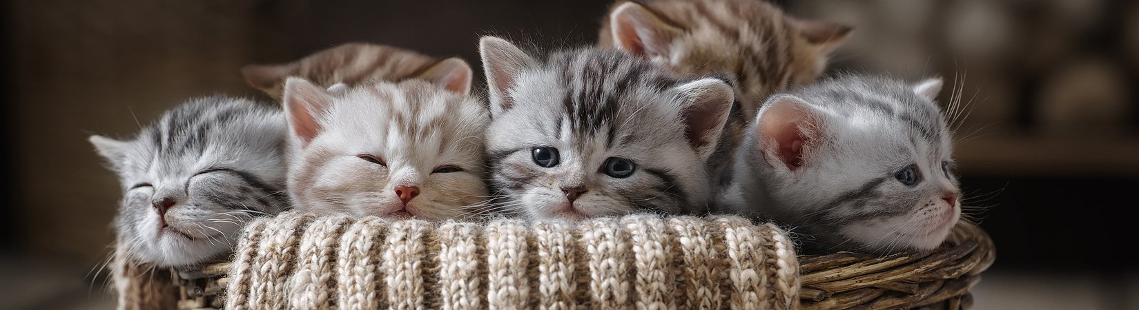 La aplicación más popular de ethereum es un juego de gatos