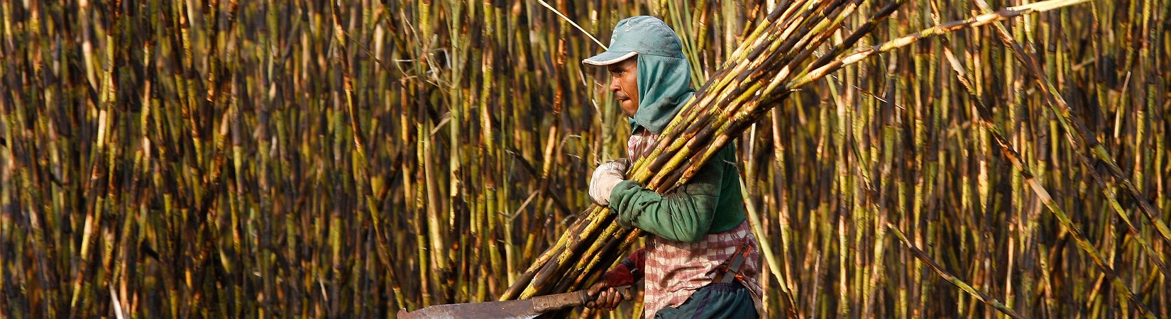 Brasil procura beneficiar de preço mais elevado do açúcar nos mercados globais