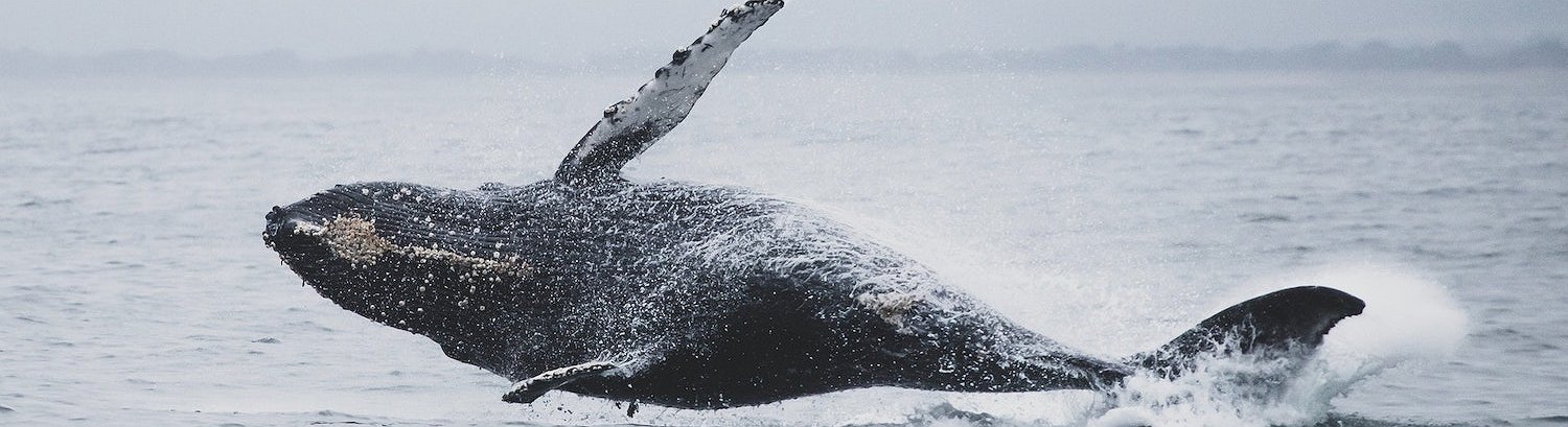 Santiment: Las ballenas están acumulando USDT para comprar bitcoin
