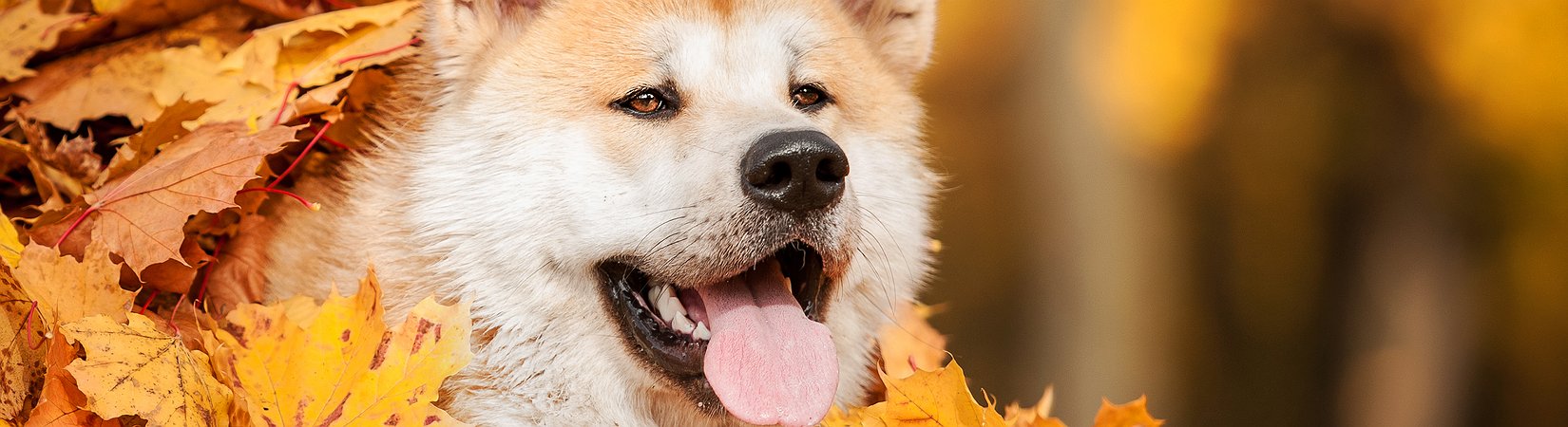 Dogecoin Miners' Revenue Soars 4,500% This Year