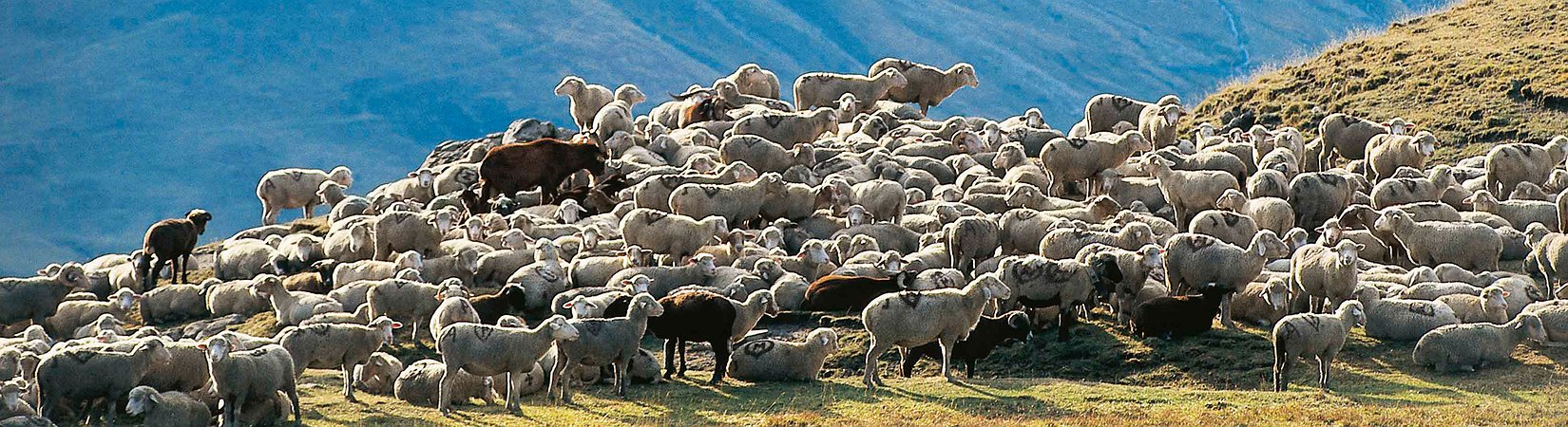 ¿Cómo viven los animales que luego se convierten en nuestros platos más exquisitos?