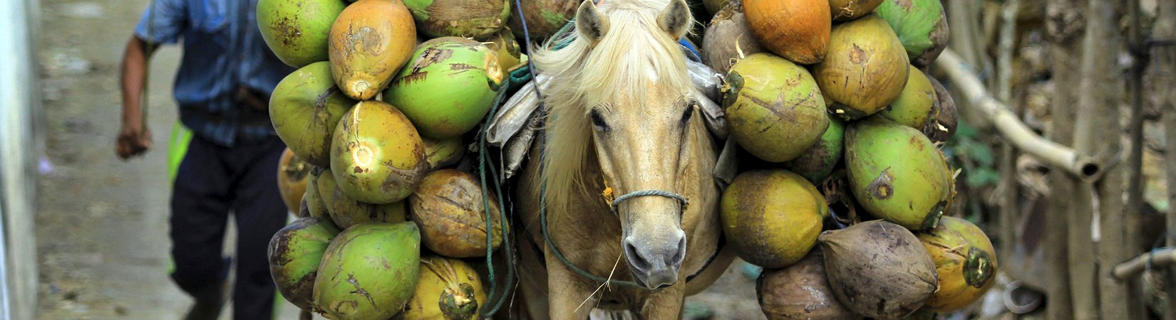 A Indonésia torna-se mais atrativa ao investimento