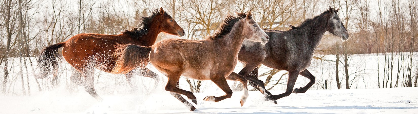 السر الحقيقي للنجاح في السوق المالية