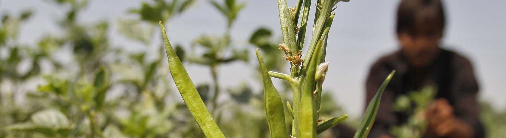 قصة فشل نبات