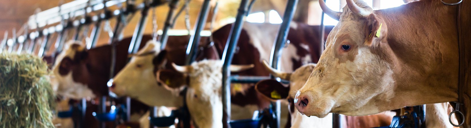 Caso de doença das vacas loucas na Irlanda