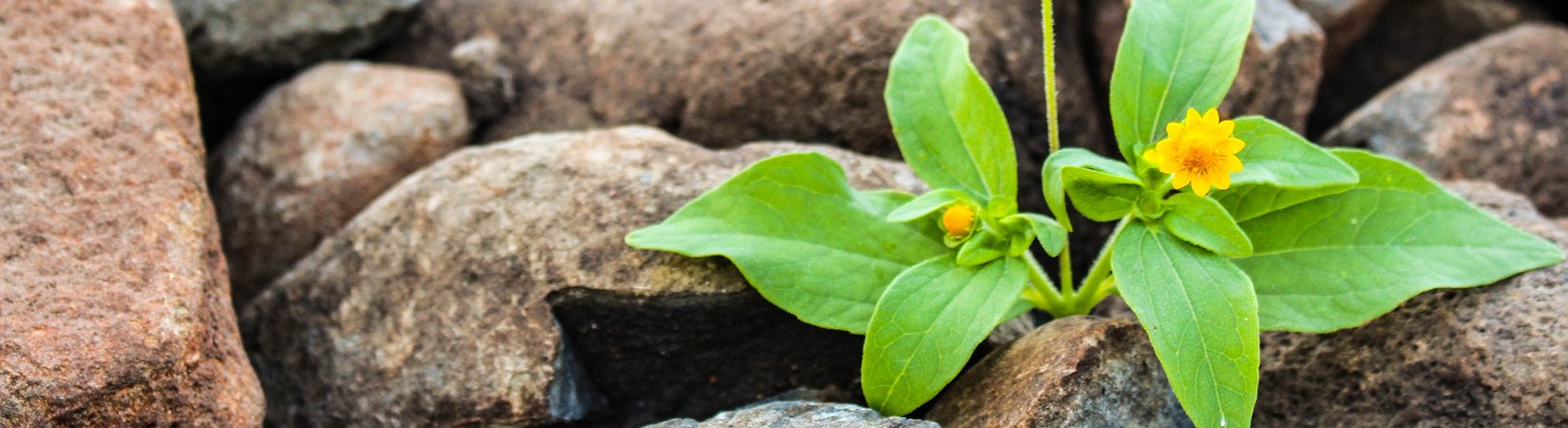 El bitcoin vuelve a crecer y se aproxima a los 3.500 $