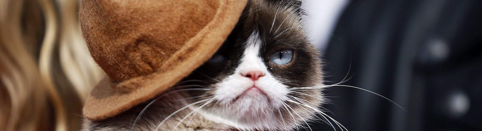 قط كسب لصاحبته 100 مليون دولار