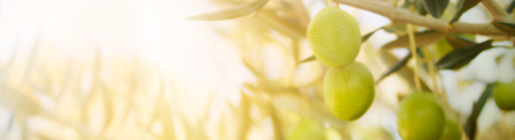 العام الأسود للزيتون الأخضر